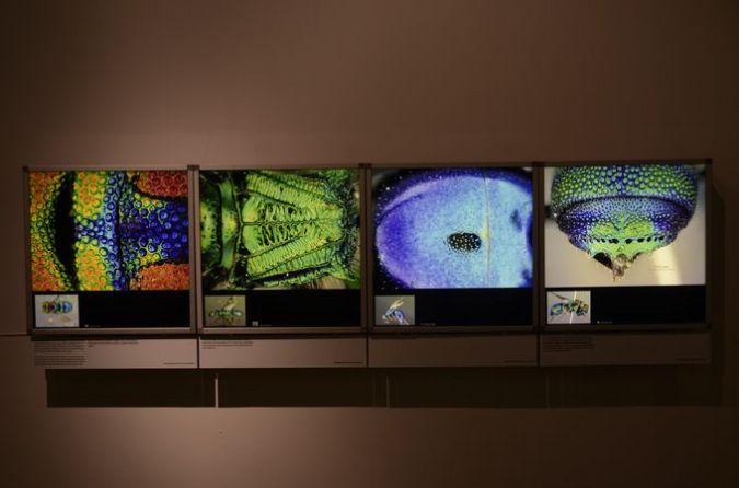 Wasp_exhibition__DSC3517